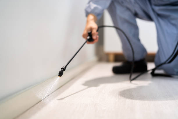 Licensed Ant Control service in Dexter, GA - Show Me Pest Control